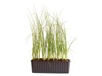 Lauch Bio 30er-Schale