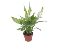 Mini Einblatt Topf Ø ca. 6 cm Mini Einblatt Topf Ø ca. 6 cm