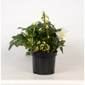 Hellébore 'Christmas Carol' en pot : Plante d'hiver avec fleurs blanches et feuilles vertes.