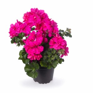 Géranium lierre (Pelargonium peltatum) à fleurs doubles roses en pot.