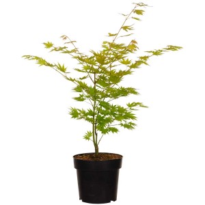 Acero giapponese 'Jordan' (Acer shirasawanum) in vaso da 4,5 l con foglie giallo-verdi.
