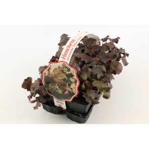 Coprisuolo Heuchera Micrantha Palace Purple in vaso con foglie rosso scuro.