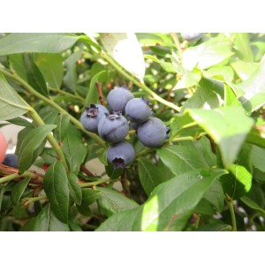 gnther dnger Gartencoach Gemsednger 5 kg  Fr krftiges Wachstum & gesunde Ernte   Der Gartencoach