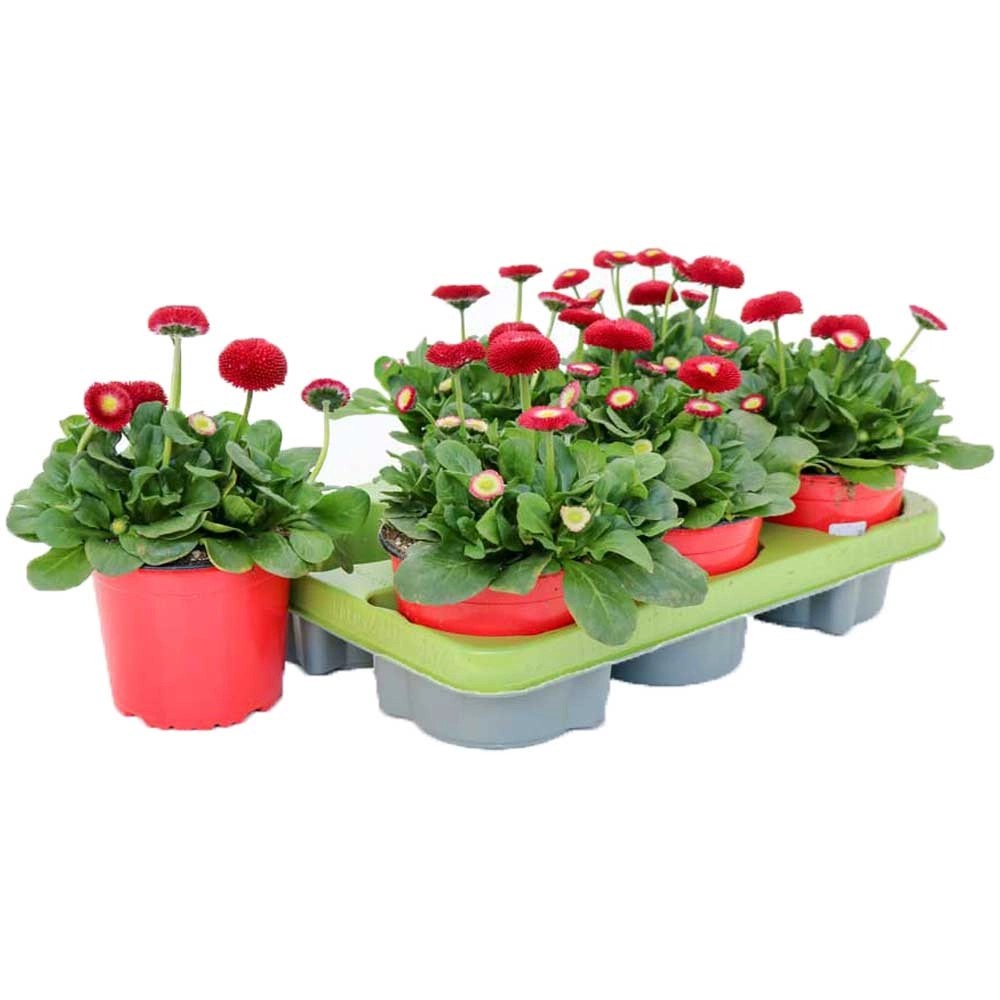 Tausendschön Bellis perennis Taso Topf Ø 14 cm kaufen bei OBI