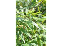 Bambus Fargesia-Mix verschiedene Sorten Topf Ø 14 cm / 1 Stk. Bambus Fargesia-Mix verschiedene Sorten Topf Ø 14 cm / 1 Stk.