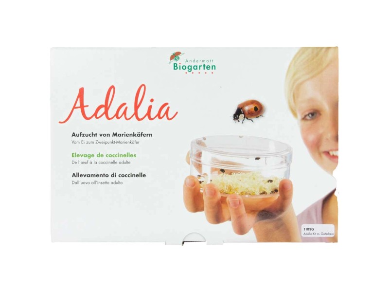 Allevamento di coccinelle Adalia