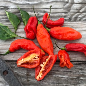 Blu Bio-Salsa-Chili Jolokia (Capsicum chinense) su legno, alcuni tagliati.