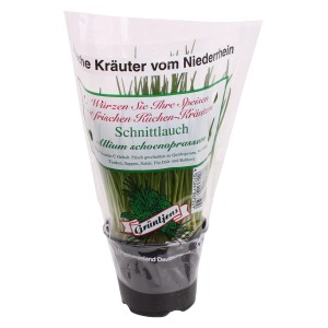Ciboulette (Allium schoenoprasum) en pot, herbe aromatique fraîche pour un usage polyvalent.