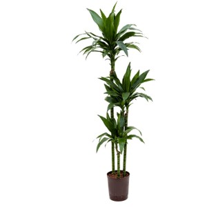 Hydropflanze Dracaena Janet Craig en pot, environ 120 cm de haut.