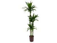 Hydropflanze Drachenbaum Janet Craig Dracaena Topf Ø 18 cm / Höhe 120 cm