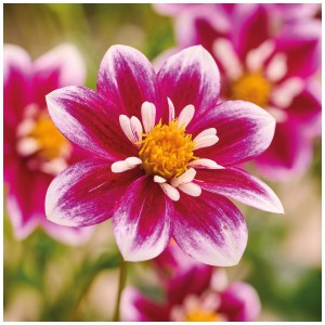 Primo piano di una dalia rosa e bianca "Impression Fabula" di Grow by OBI. Bulbo da fiore per aiuole e balconi.