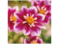 Grow by OBI Dahlie Impression Fabula Rosa-Weiss 1 Stk. Grow by OBI Dahlie Impression Fabula Rosa-Weiss 1 Stk.