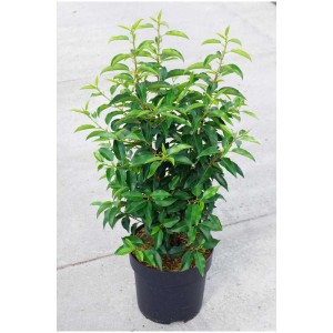 Lauro portoghese (Prunus lusitanica) in vaso, foglie verdi, altezza circa 80 cm.