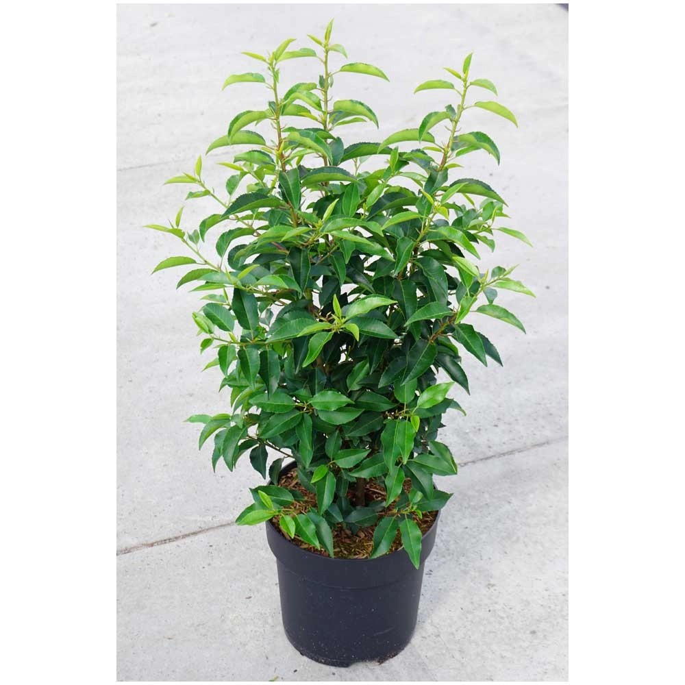 Portugiesische Lorbeerkirsche Prunus lusitanica Topf Ø 22 cm / Höhe 80
