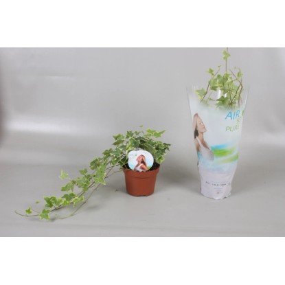 Lierre Goldchild Hedera helix Pot Ø 13 cm
