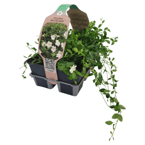 Lot de 6 pervenches 'Gertrude Jekyll' en pot avec fleurs blanches et feuilles vertes.