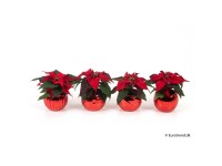 Weihnachtsstern Mini Euphorbia pulcherrima Weihnachtstopf Rot Ø 6 cm