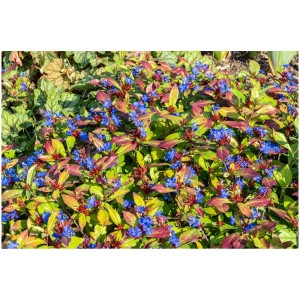 Chinesischer Bleiwurz im Topf mit blauen Blüten und rötlichem Laub, ideal als Bodendecker.