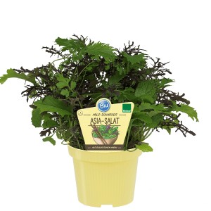 Blu Bio-Salade asiatique en pot (Ø 12 cm). Légume-feuille avec des feuilles vertes et rouges.