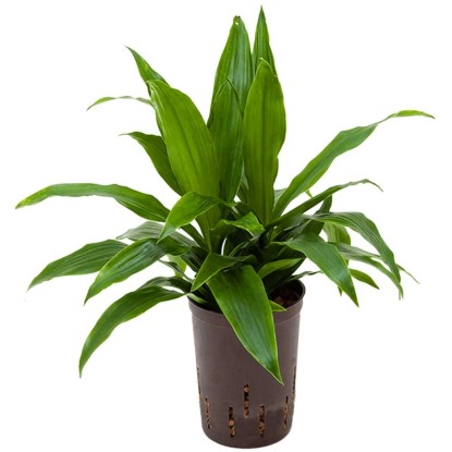 Plante hydrophile dragonnier Janet Craig Dracaena pot Ø 15 cm / H 40 cm