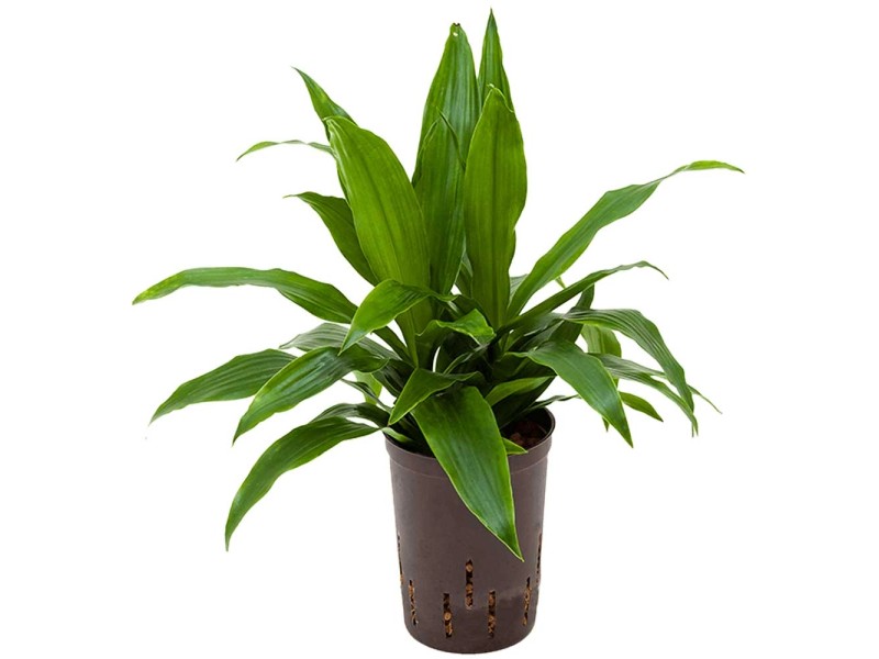 Hydropflanze Drachenbaum Craig Dracaena Topf Ø 15 cm / Höhe 40 cm