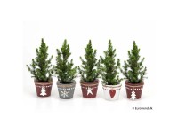 Zuckerhutfichte Picea glauca Weihnachtstopf Ø 6 cm