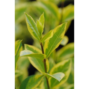 Ligustro dorato (Ligustrum) con foglie verdi bordate di giallo oro in vaso.