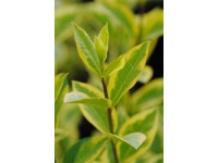 Gold-Liguster Ligustrumovafolium aureum Goldgelb Topf 15 l