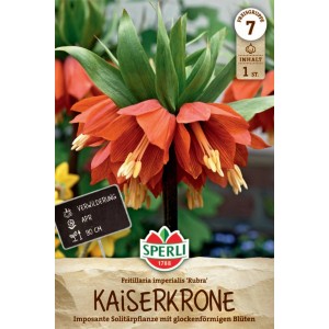 Sperli Kaiserkrone Rubra Blumenzwiebel mit orangeroten Blüten und grünen Blättern.
