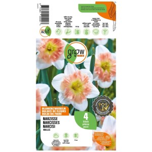 Narzisse Mallee Weiss/Rosa, 4 Stk. Blumenzwiebeln. Weiße Blütenblätter, rosa-gelbe geteilte Krone. Für Garten & Balkon.