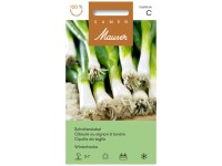 Schnittzwiebel Winterhecke