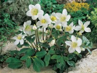 Helleborus Ice n Roses Rot Helleborus x glandorfensis Topf Ø 15 cm