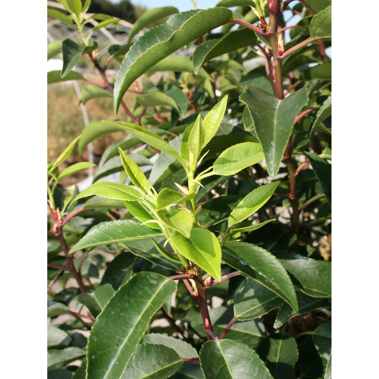 Portugisische Lorbeerkirsche "Angustifolia" 3 l kaufen bei OBI