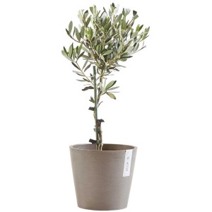 Vaso Ecopots Amsterdam color tortora con olivo, Ø 30 cm. Resistente al gelo e ai raggi UV.