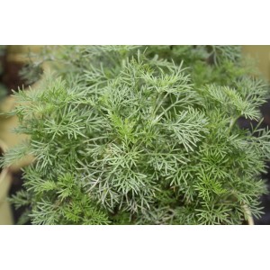 Blu Cola-Strauch frais en pot de 12 cm, une herbe aromatique pour salades et plus encore.
