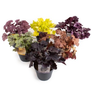 Assortimento di Heuchera Indian Summer in vaso, vari colori delle foglie.