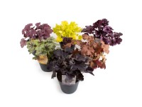 Purpurglöckchen Indian Summer Heuchera assortiert Topf Ø 15 cm / 1 Stk.