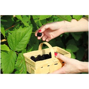 Zwerg-Brombeere Dima: Frau pflückt reife, schwarze Brombeeren in einen kleinen Korb.
