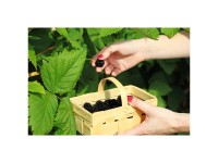 Zwerg-Brombeere Dima Topf Ø 19 cm