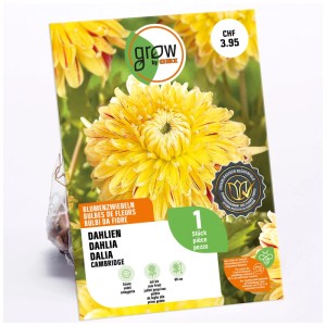 GROW by OBI Dalia Decorativa Cambridge Giallo, bulbo da fiore per posizioni soleggiate.