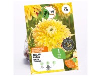 GROW by OBI Dahlia décoratif Cambridge Jaune