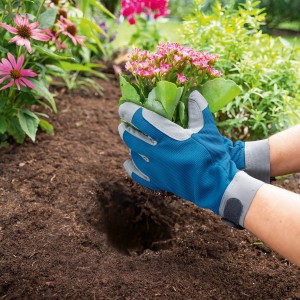 Mani con guanti da giardinaggio blu piantano fiori nel terreno. Guanti da lavoro per giardinaggio.