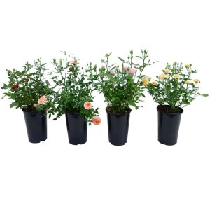 Mélange de roses en pot, couleurs variées. Idéal pour massifs et pots.