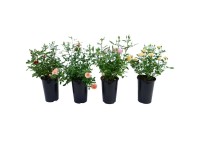 Rosen-Mix Topf Ø 16 cm / 1 Stk. Rosen-Mix Topf Ø 16 cm / 1 Stk.