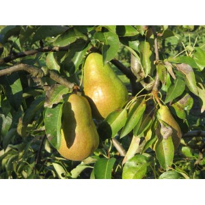 Poirier Conférence avec des poires mûres, jaune-verdâtre sur l'arbre.