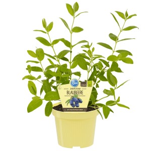 Myrtille de Sibérie en pot (environ 12 cm Ø) avec feuilles vertes.