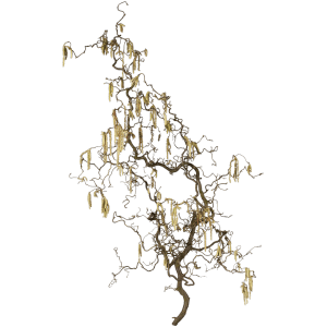 Rami di nocciolo contorto, lunghi circa 100 cm, con rami tortuosi e amenti gialli.