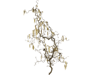 Korkenzieherhasel Zweig ca. 125 cm