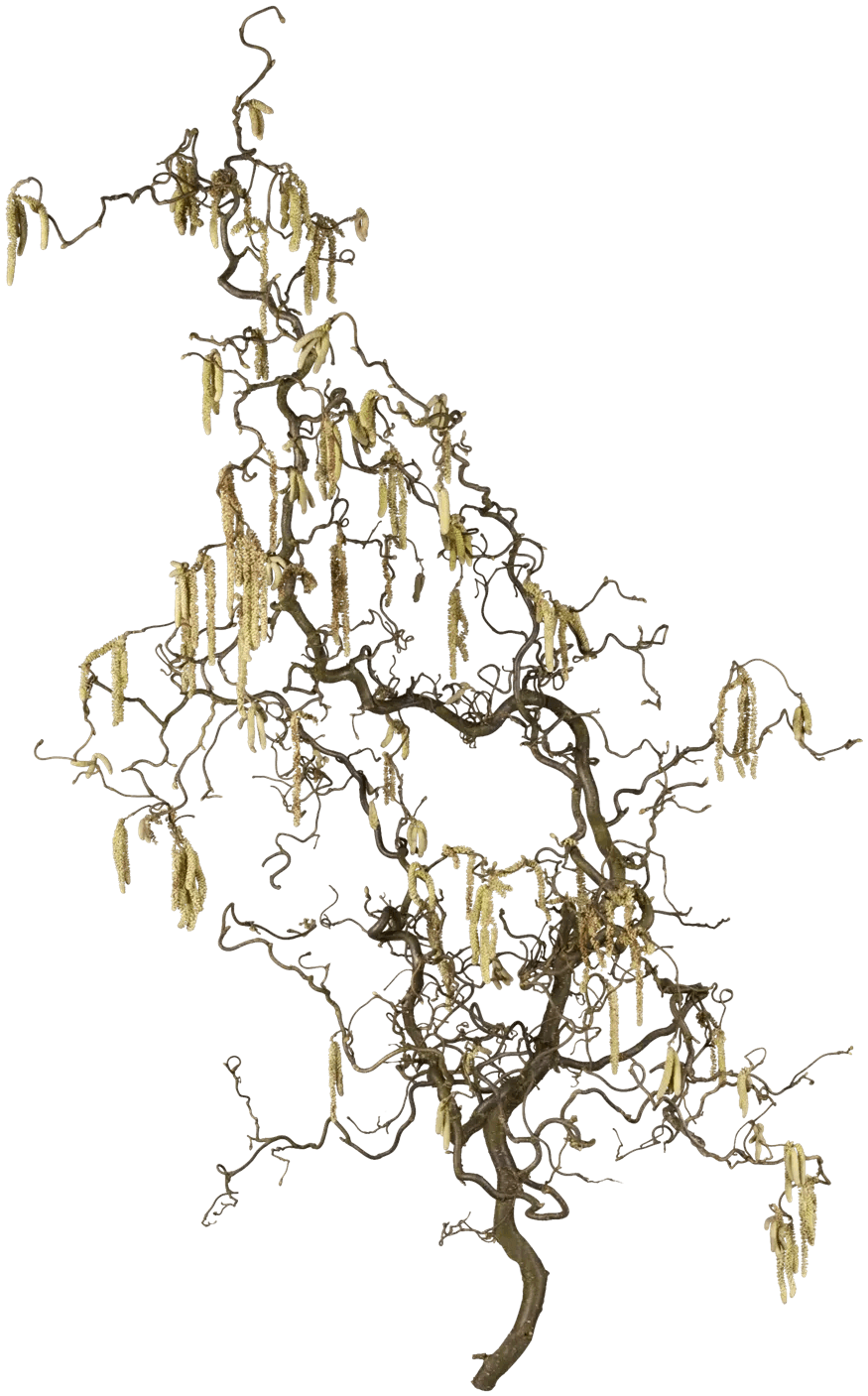 Korkenzieherhasel Zweig ca. 125 cm