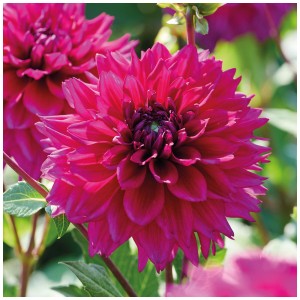 Dalia rosa brillante Fuchsia Charm di Grow by OBI. Bulbo decorativo per aiuole e vasi.